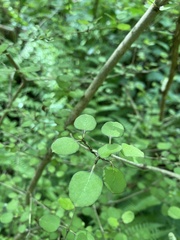 Coprosma rotundifolia