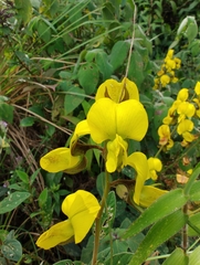 Crotalaria fysonii