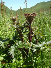 Angelica gmelinii