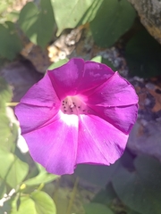 Ipomoea orizabensis