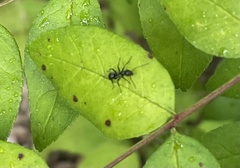 Formica fusca