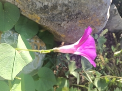 Ipomoea orizabensis