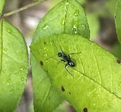 Formica fusca