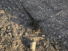 Microlophus albemarlensis