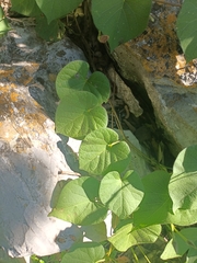 Ipomoea orizabensis
