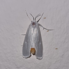 Rupela albinella