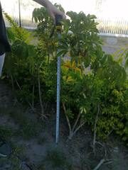 Persea americana