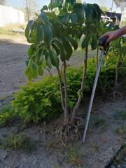 Spondias purpurea