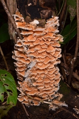 Cerrena zonata