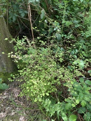 Coprosma rotundifolia