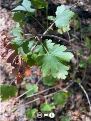 Ribes missouriense