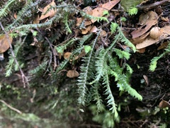 Cyathophorum bulbosum