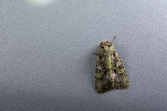 Euplexidia pallidivirens