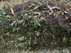 Cyathophorum bulbosum