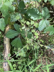Coprosma rotundifolia