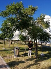 Albizia occidentalis