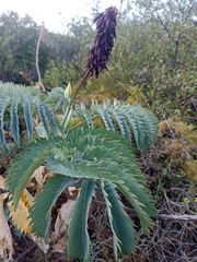 Melianthus major