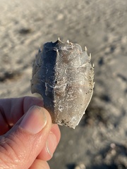 Blepharipoda occidentalis