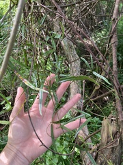 Parsonsia capsularis