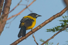 Icterus graduacauda