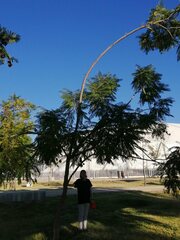 Albizia occidentalis