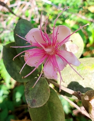 Rhodomyrtus tomentosa