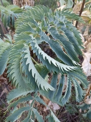 Melianthus major