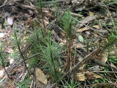 Dawsonia superba