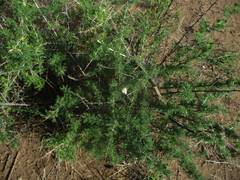 Asparagus suaveolens