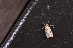 Dasyscopa homogenes