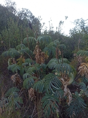 Melianthus major