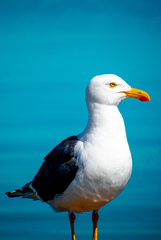 Larus livens