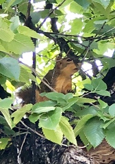 Sciurus niger