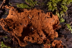 Phylloporia
