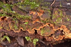 Phylloporia