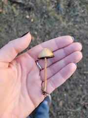 Psathyrella