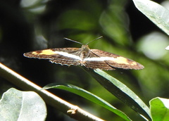 Adelpha malea