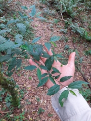Pavonia sepium