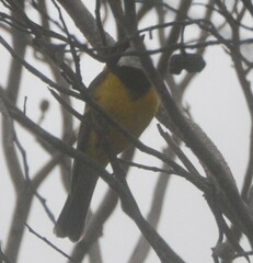 Pachycephala fuliginosa
