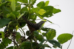 Campylorhynchus zonatus