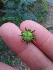 Pavonia sepium