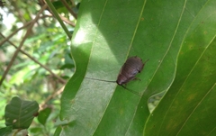Blaberidae