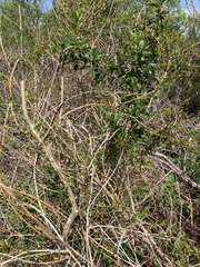 Coprosma ×cunninghamii