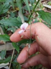 Desmodium affine
