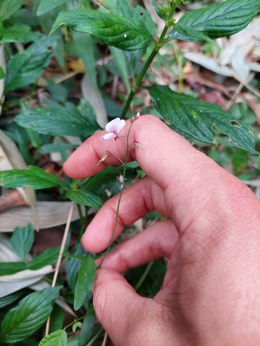 Image of Desmodium affine by (c) Tomás Tamagno, some rights reserved (CC BY)