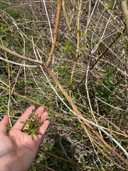 Coprosma ×cunninghamii
