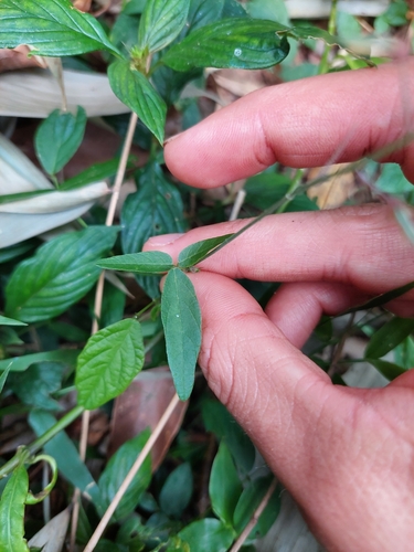 Image of Desmodium affine by (c) Tomás Tamagno, some rights reserved (CC BY)
