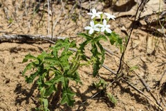 Cnidoscolus stimulosus