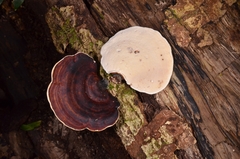 Microporus