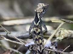 Acanthosaura lepidogaster